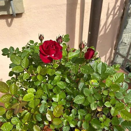 Relais Stella Signa