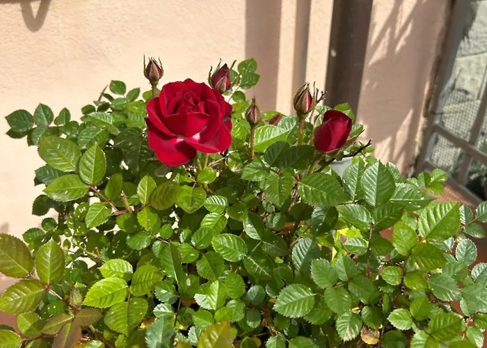 Relais Stella Signa